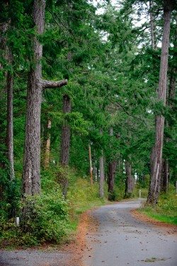 Trail to Salmon Point